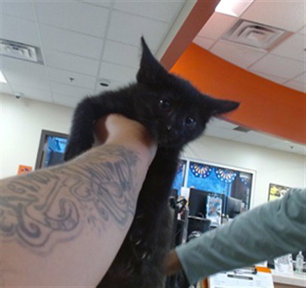 A799713 - Domestic Short Hair available for adoption