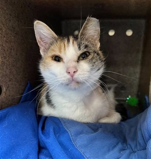 UNICORN - Domestic Short Hair available for adoption