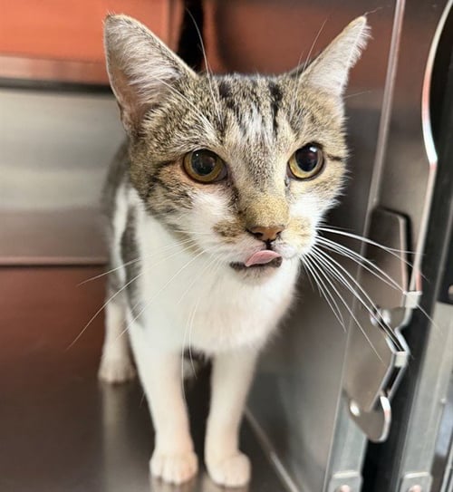 DUTCHES - Domestic Short Hair available for adoption