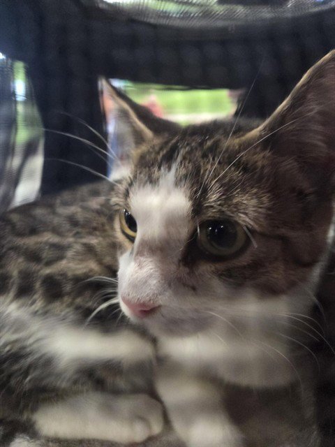 KITTY BEARD - Domestic Short Hair available for adoption