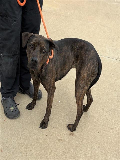 ALEX VAUSE - Pit Bull Terrier available for adoption