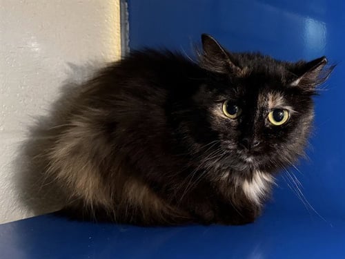 SILLY SALLY - Domestic Short Hair available for adoption