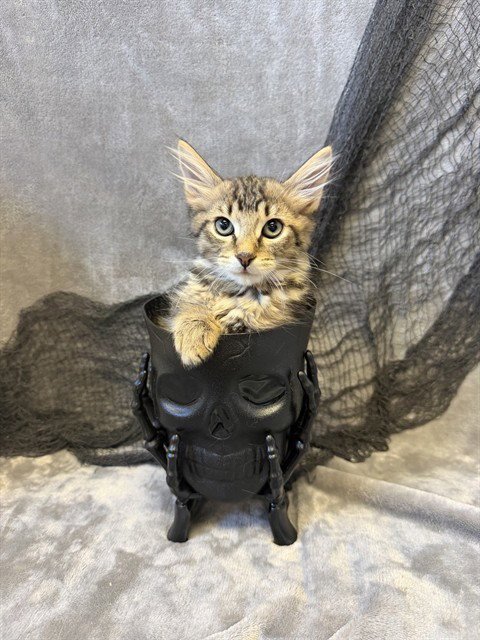 BOTTLE CAP - Domestic Short Hair available for adoption