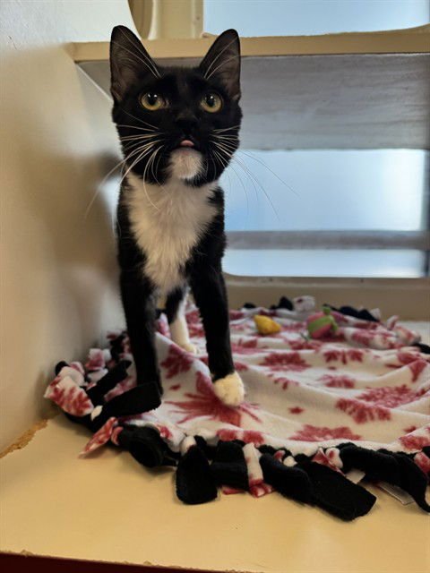 RHINO - Domestic Short Hair available for adoption