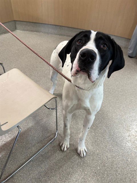 LENNY - Great Dane available for adoption