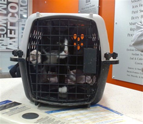 CHINGY - Domestic Short Hair available for adoption