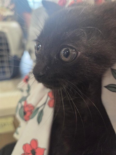 MAMI - Domestic Short Hair available for adoption