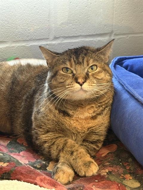 IT IS WHAT IT IS - Domestic Short Hair available for adoption