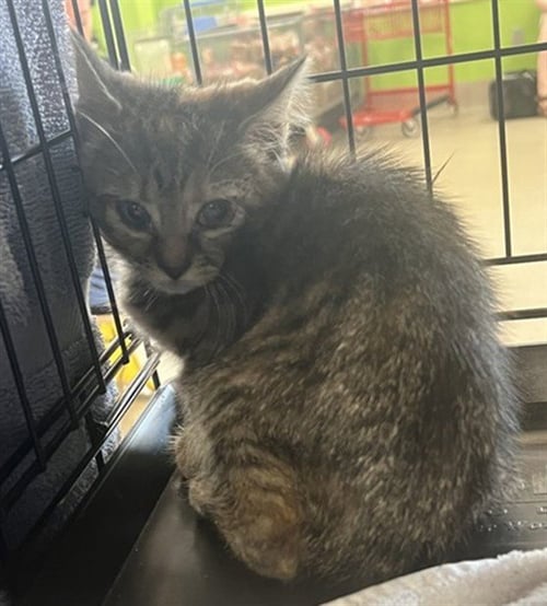 PINK DRINK - Domestic Short Hair available for adoption