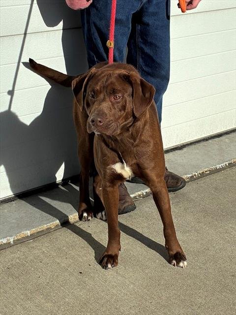 GEN X - Labrador Retriever available for adoption