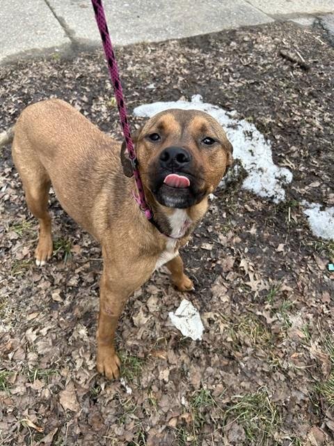 CROCHET HEART - Black Mouth Cur / German Shepherd Dog available for adoption