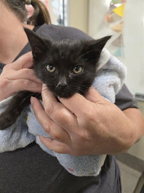 BERLIOZ - Domestic Short Hair available for adoption