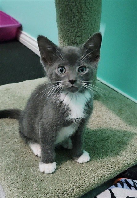 WHATCHAMACALLIT - Domestic Short Hair available for adoption