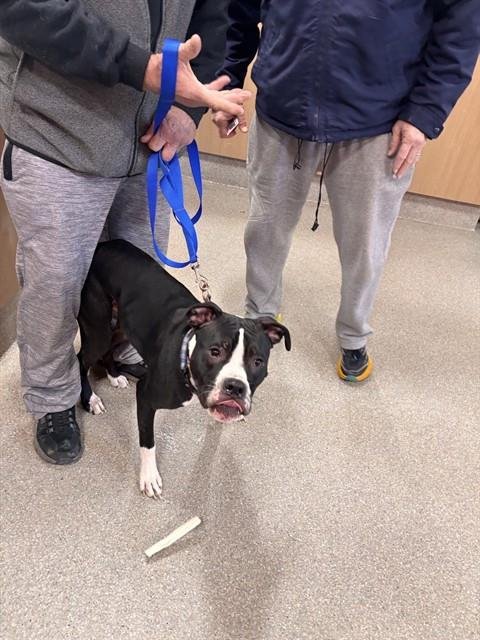 A793139 - Boxer / Pit Bull Terrier available for adoption