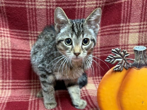 OOGIE BOOGIE - Domestic Short Hair available for adoption