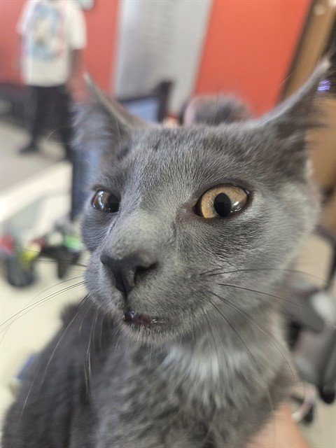 A799779 - Domestic Short Hair available for adoption