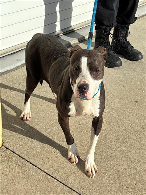 NINA - Pit Bull Terrier available for adoption