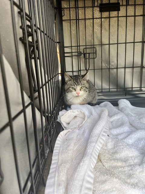 CHANCE - Domestic Short Hair available for adoption