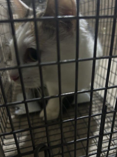 MISS J ALEXANDER - Domestic Short Hair available for adoption