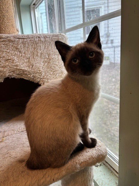 RAVEN - Siamese available for adoption