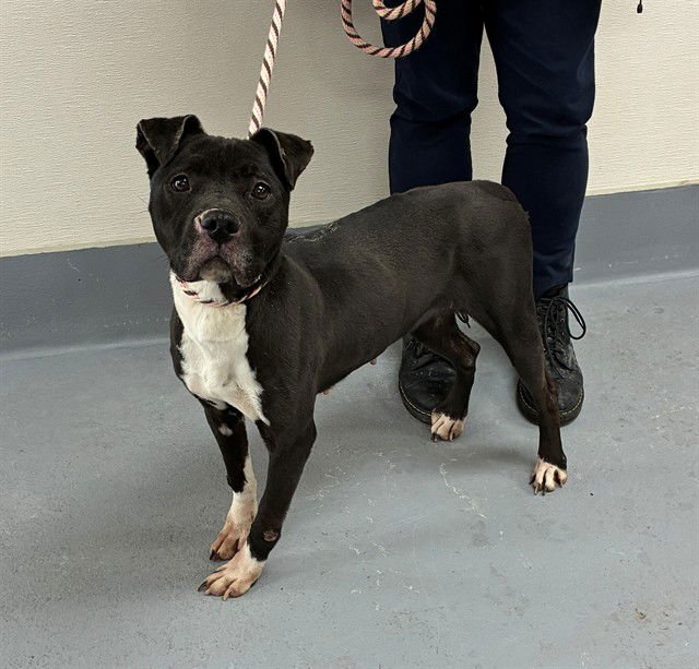 LUNA - Staffordshire Bull Terrier available for adoption