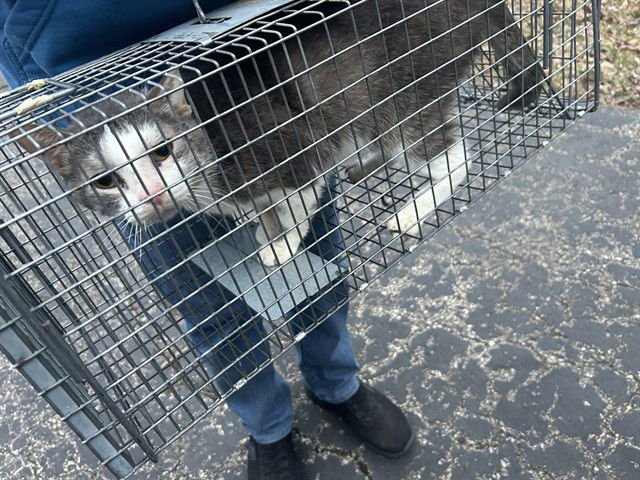 ASTEROID DESTROYER - Domestic Short Hair available for adoption