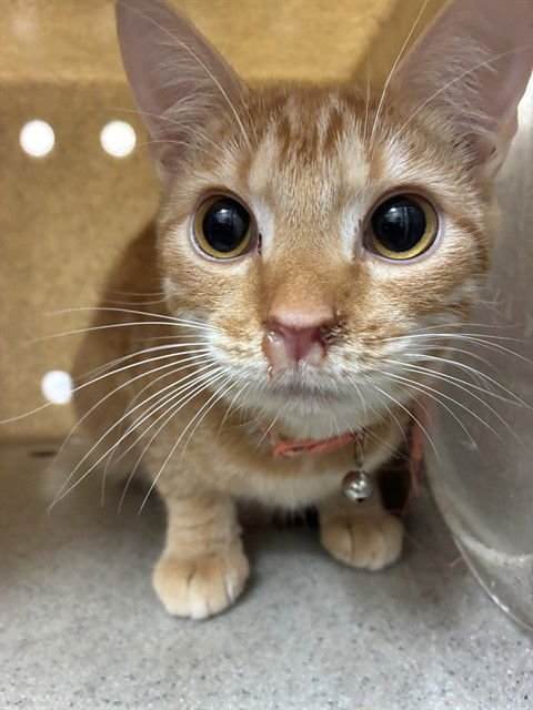 NEIL DEGRASSE TYSON - Domestic Short Hair available for adoption