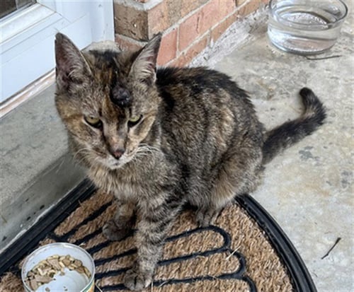 QUEEN CHARLOTTE - Domestic Short Hair available for adoption