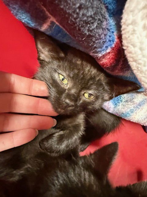 LITTLE SPOON - Domestic Short Hair available for adoption
