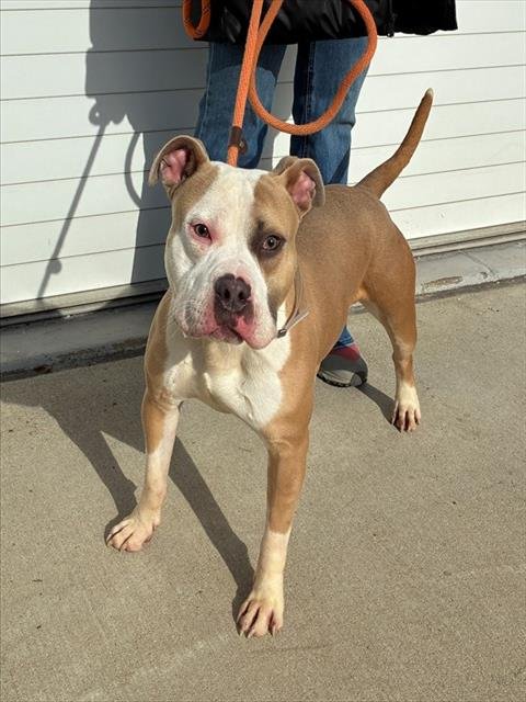 KNUCKLE SANDWICH - Pit Bull Terrier available for adoption