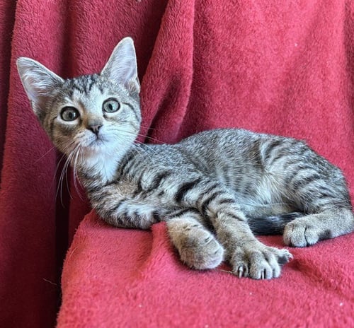 MULLIGAN - Domestic Short Hair available for adoption