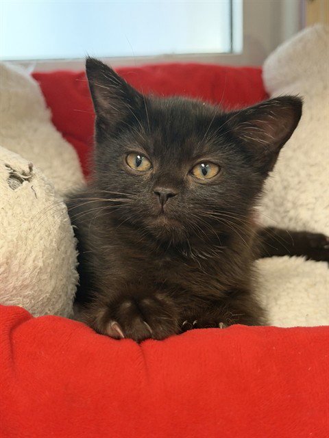 VERMITHOR - Domestic Short Hair available for adoption