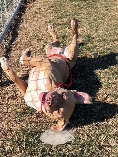 QUEEN LATEEFSA - Mastiff available for adoption