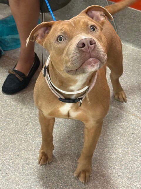 WIGGLES - Pit Bull Terrier available for adoption