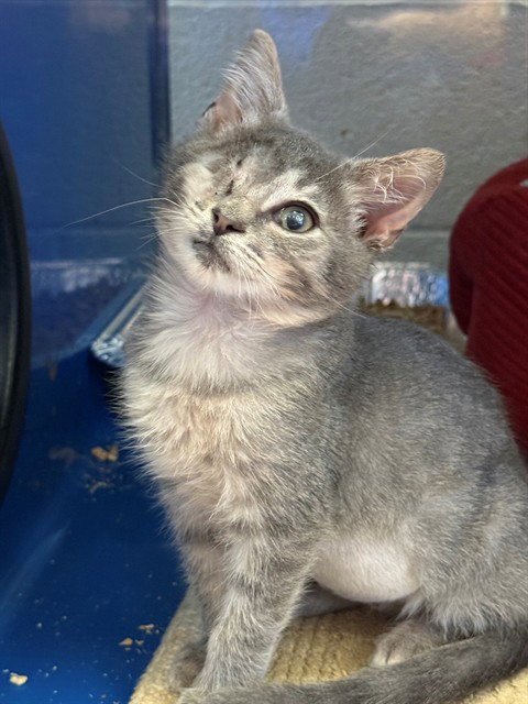 ADDISON RAE - Domestic Short Hair available for adoption