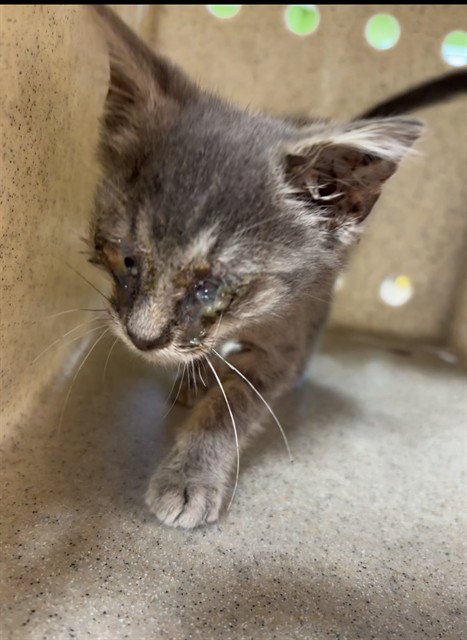 ADDISON RAE - Domestic Short Hair available for adoption