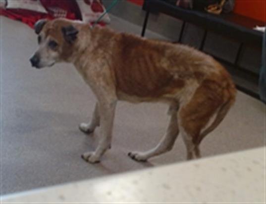 OTIS - Australian Cattle Dog/Blue Heeler available for adoption