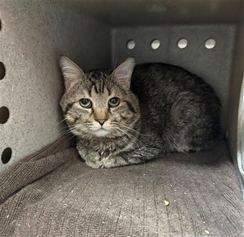 A797438 - Domestic Short Hair available for adoption