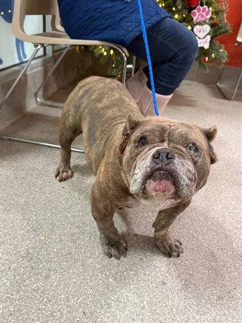 BOODICA - English Bulldog available for adoption