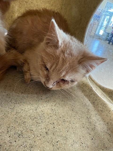 JACK - Domestic Short Hair available for adoption