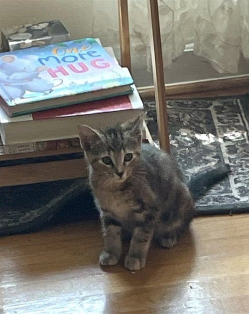 ROSE - Domestic Short Hair available for adoption