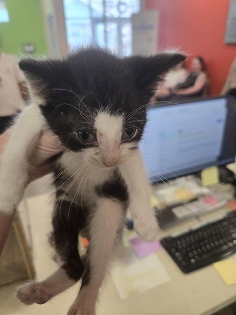 APOLLO - Domestic Short Hair available for adoption