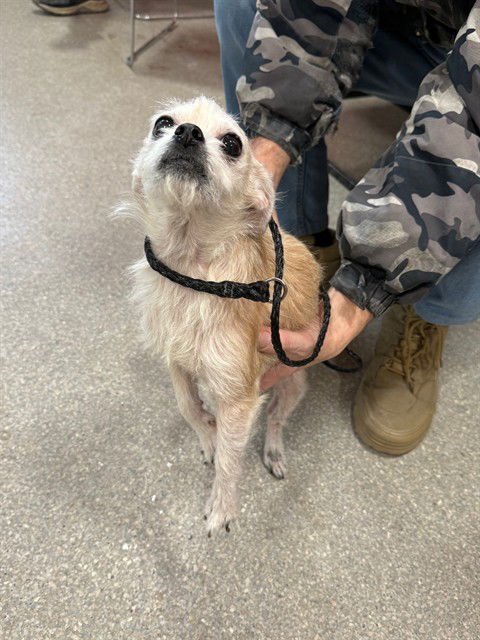 A794041 - Border Terrier available for adoption