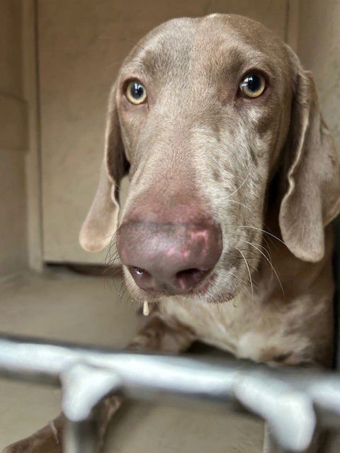 SVEN - Catahoula Leopard Dog / Weimaraner available for adoption