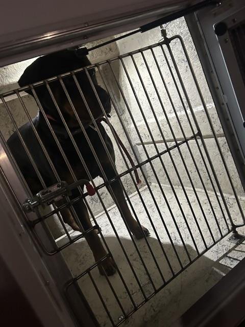 VICE - Rottweiler available for adoption