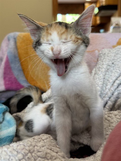 RILEIGH SMIRL - Domestic Short Hair available for adoption