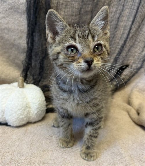BABY BOY - Domestic Short Hair available for adoption