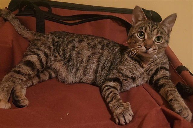 SUGAR N SPICE - Domestic Short Hair available for adoption