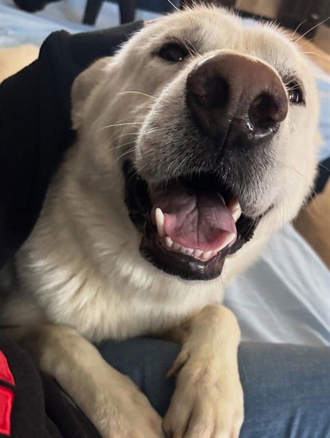 BARNACLES - German Shepherd Dog available for adoption