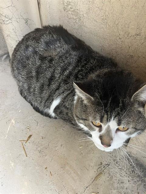 MILO - Domestic Short Hair available for adoption